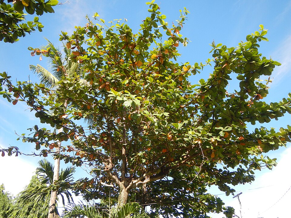 Terminalia catappa (Sea Almond)
