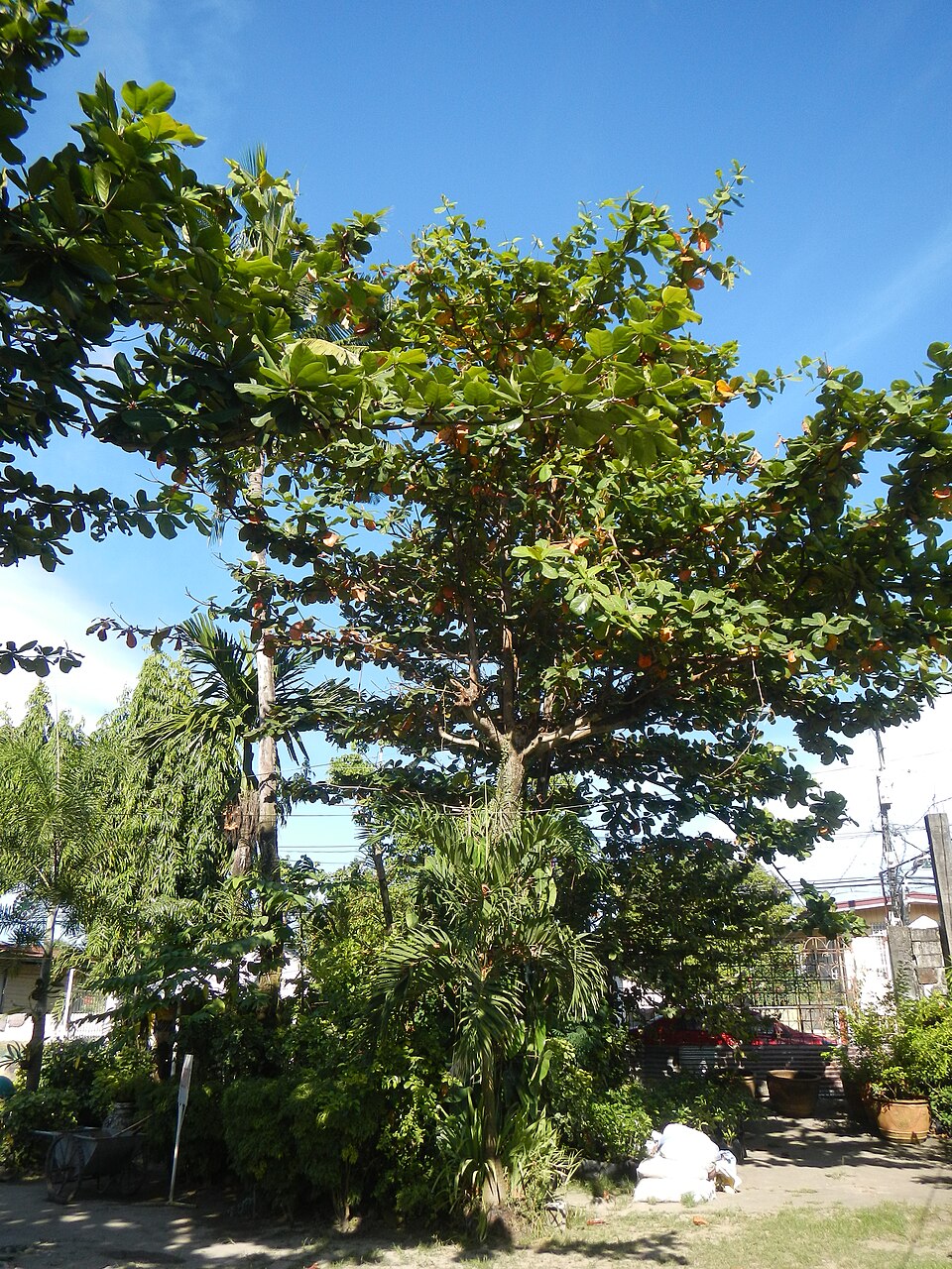 Terminalia catappa (Sea Almond)