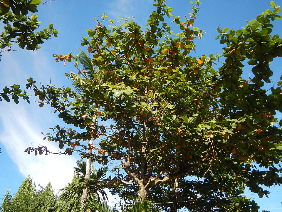 Terminalia catappa (Sea Almond)