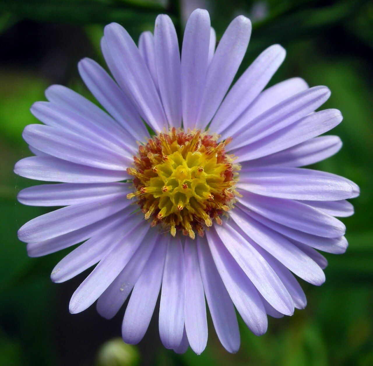 Aster tataricus, Tatarian aster — spreading deciduous (Asteraceae) (image 5 of 10)