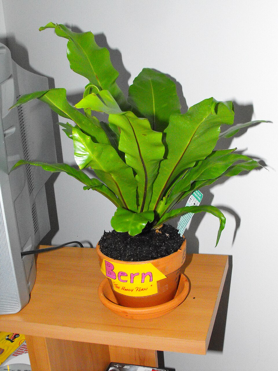 Asplenium australasicum (Bird's nest fern)