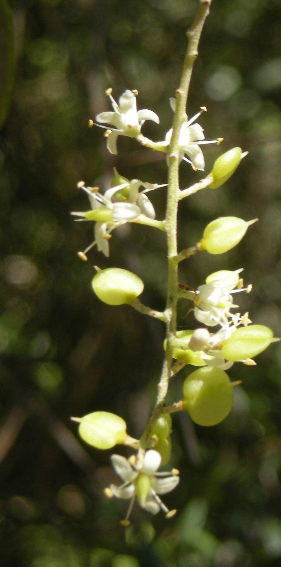 Bursaria spinosa (Australian Blackthorn) (alternate view 4)