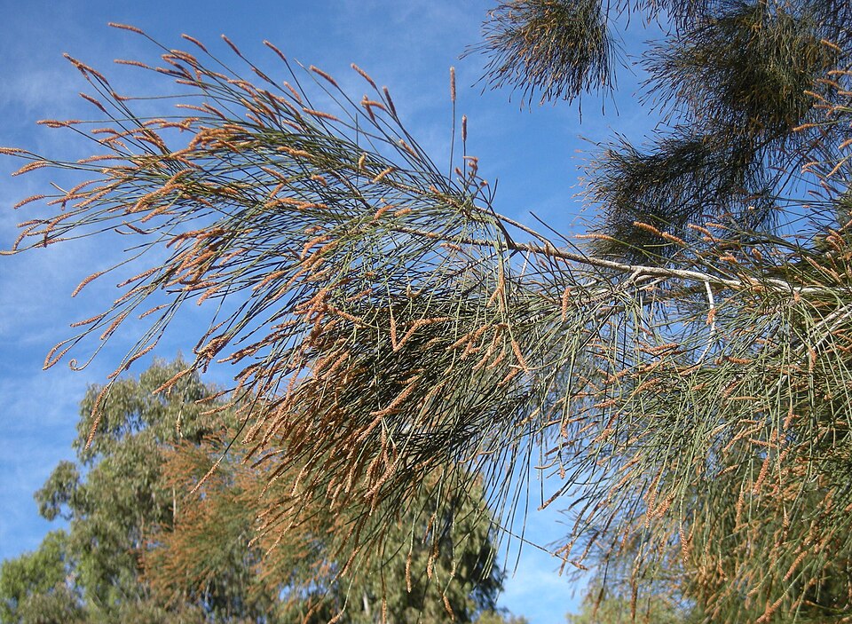 Casuarina cunninghamiana (River sheoak) (alternate view 3)