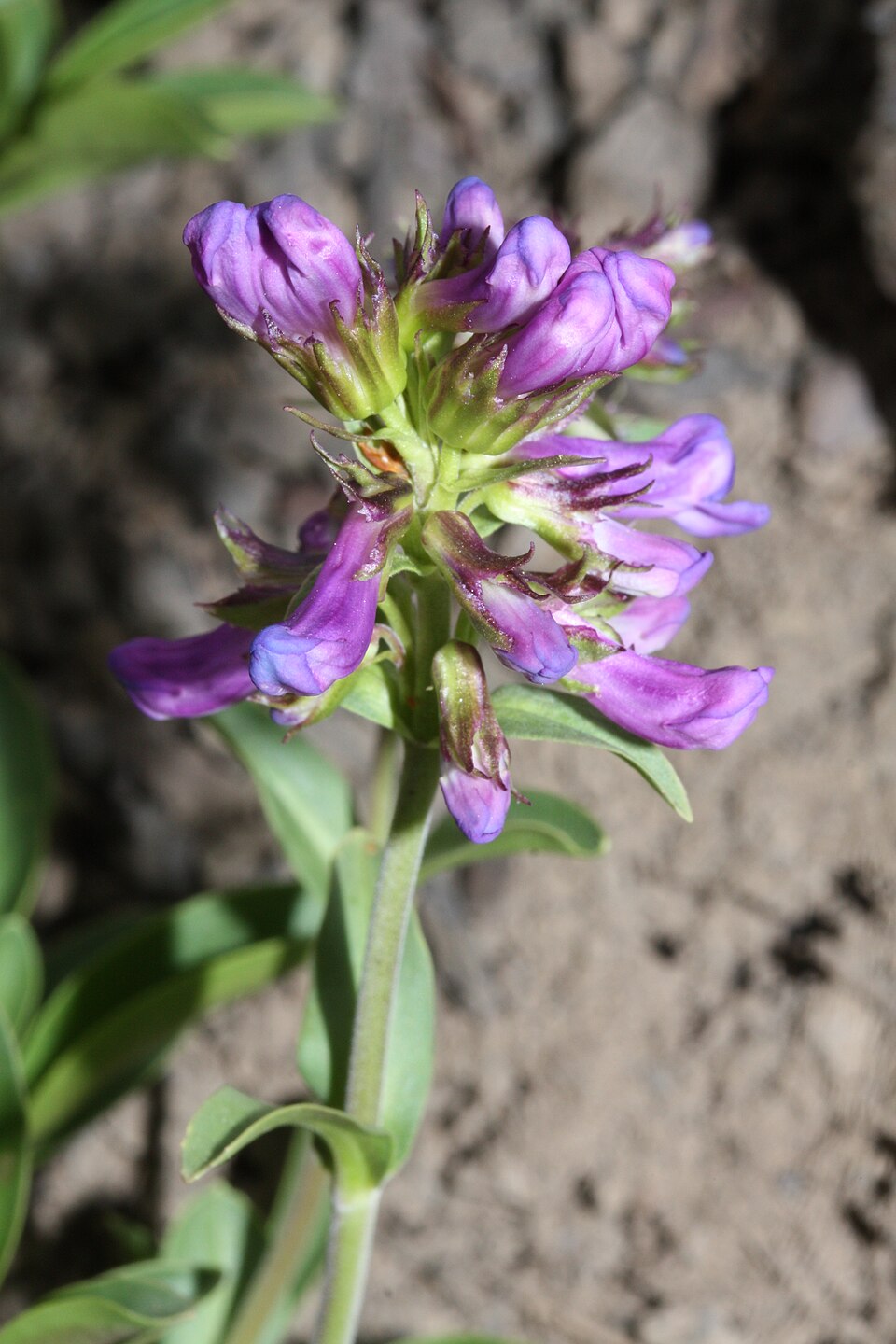 Penstemon procerus (Small-flowered Penstemon) (alternate view 7)