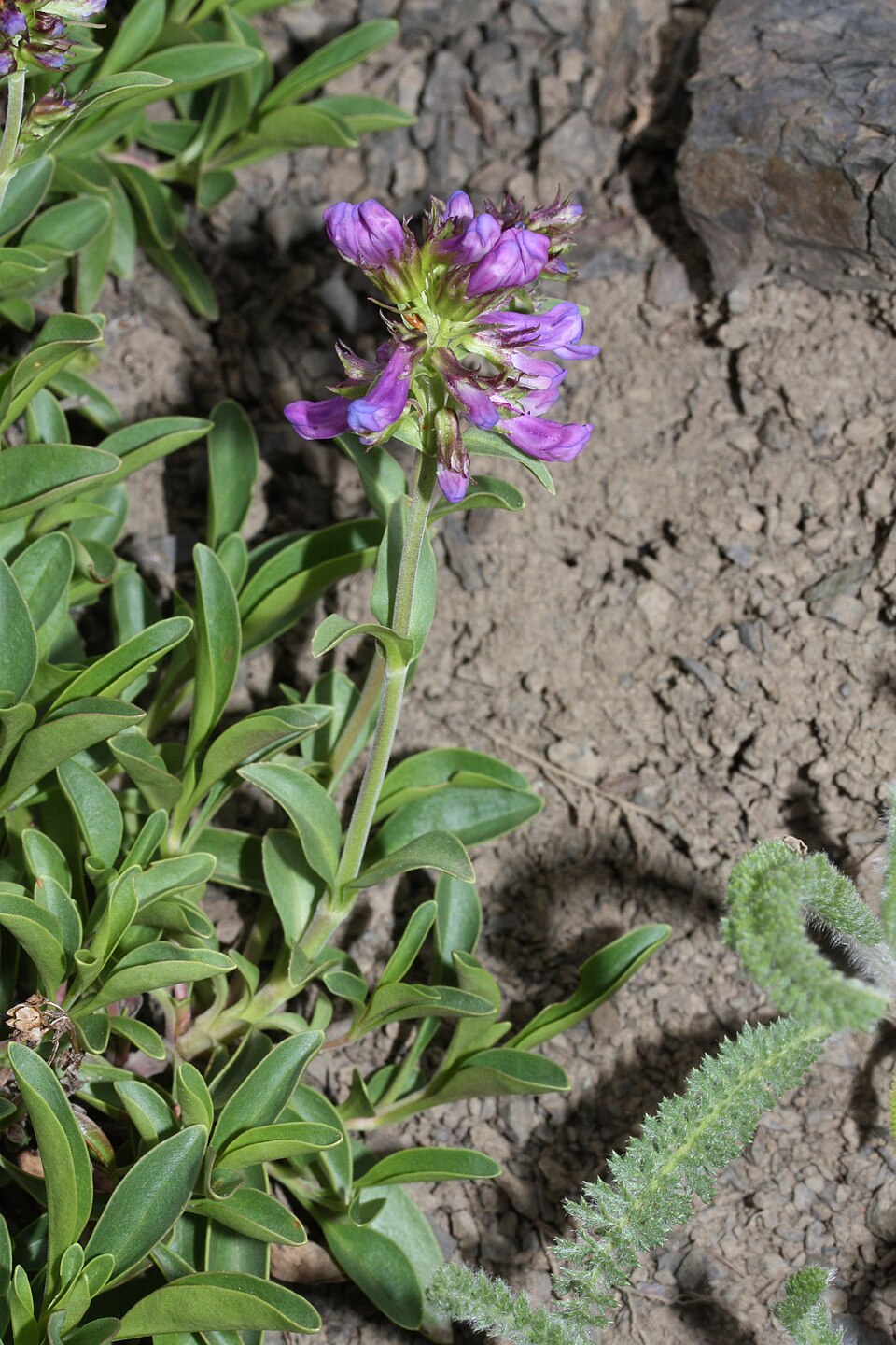 Penstemon procerus (Small-flowered Penstemon) (alternate view 8)