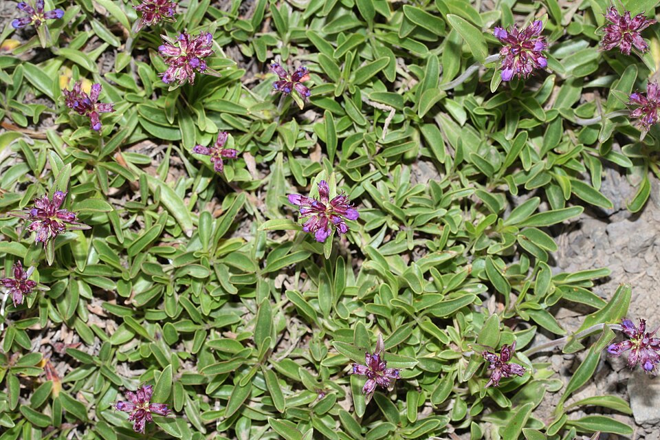 Penstemon procerus (Small-flowered Penstemon) (alternate view 9)