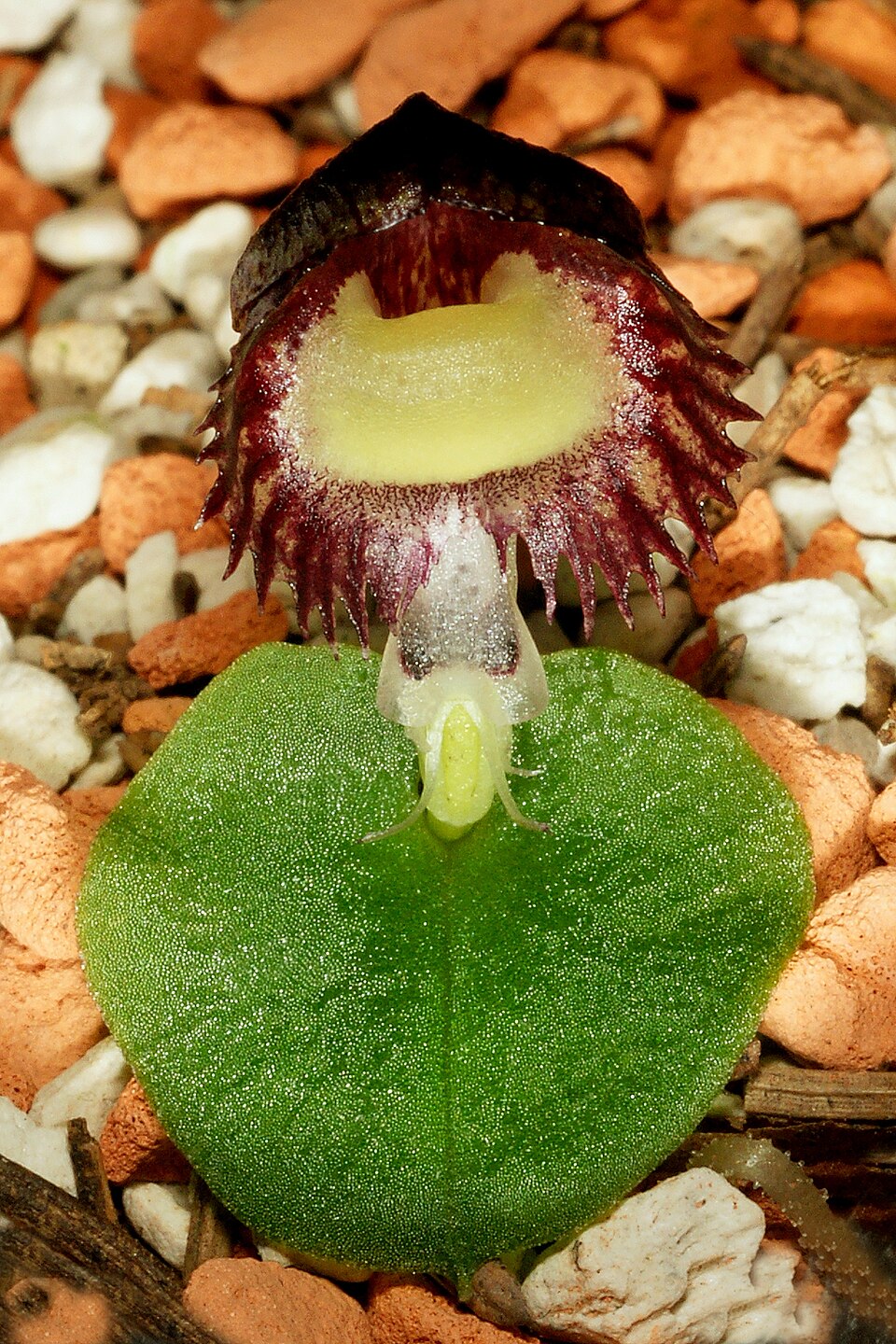 Corybas diemenicus (veined helmet-orchid)