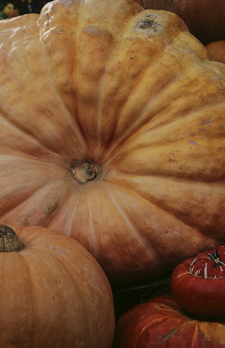 Cucurbita (gourds) (alternate view 4)