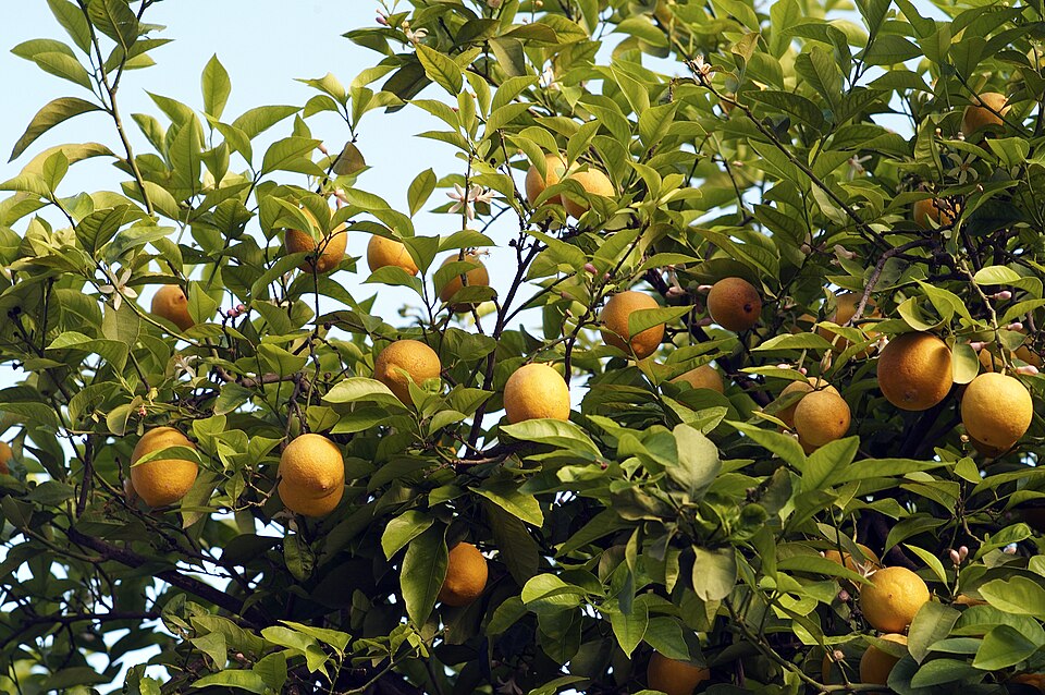 Citrus (citrus) (alternate view 7)