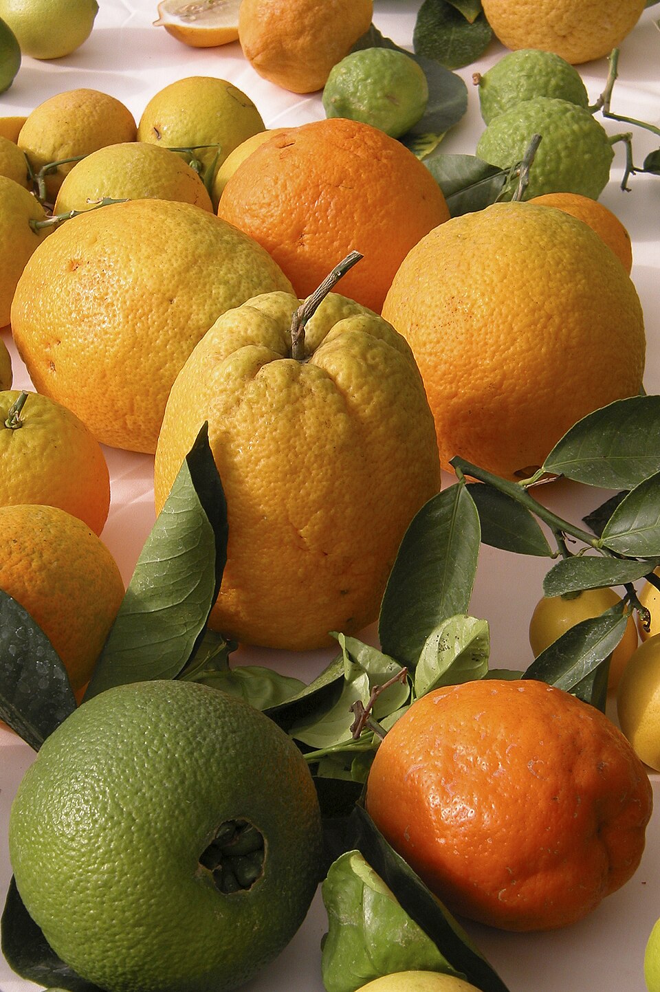 Citrus (citrus) (alternate view 8)
