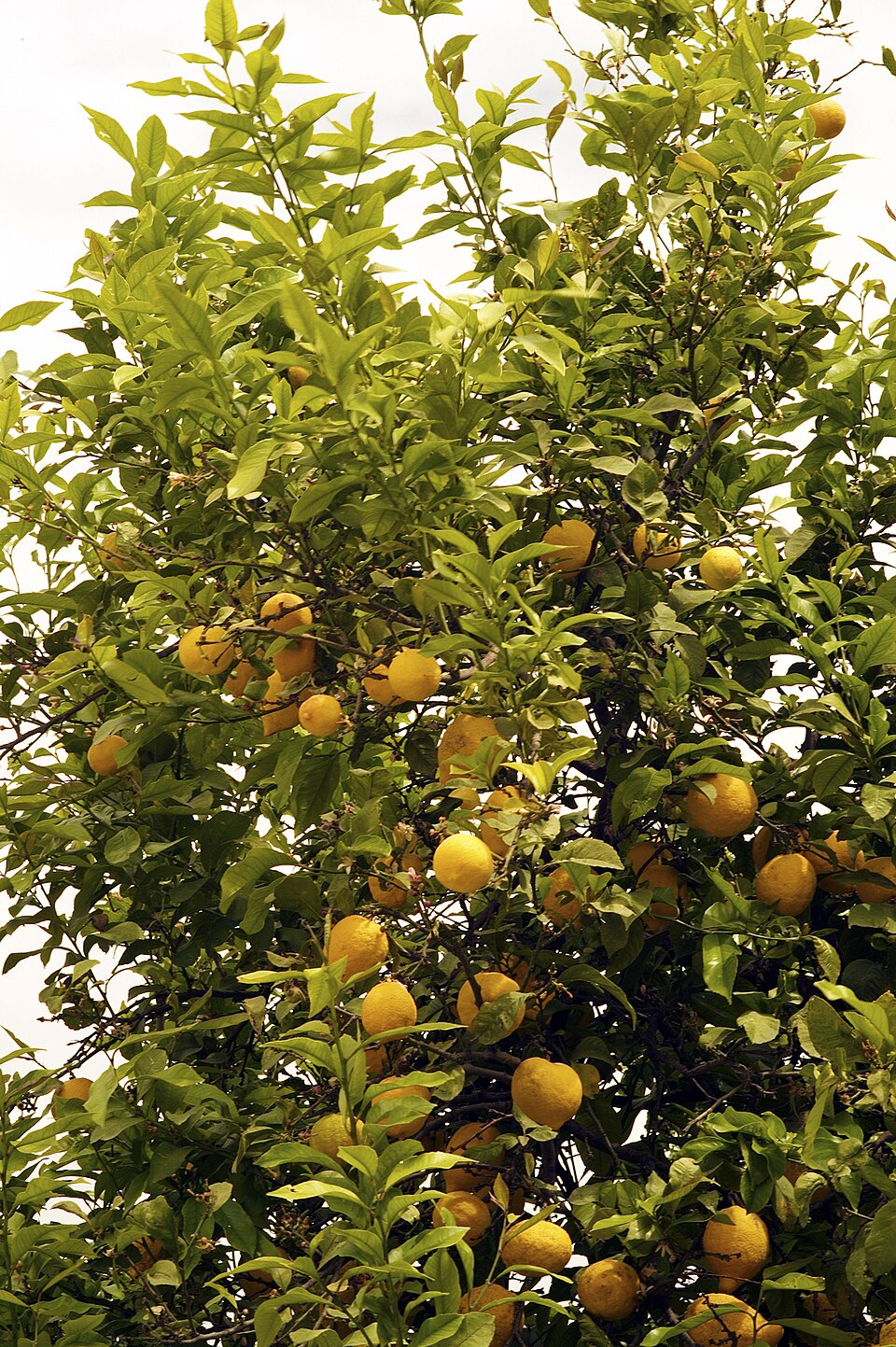 Citrus (citrus) (alternate view 9)