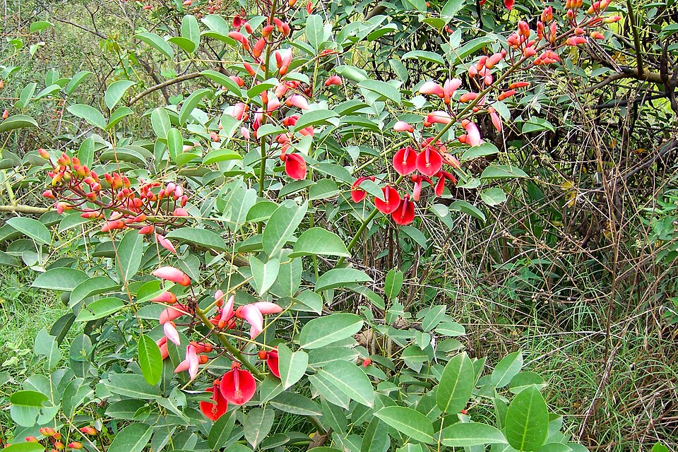 Erythrina crista-galli (Cockspur coral tree) (alternate view 8)