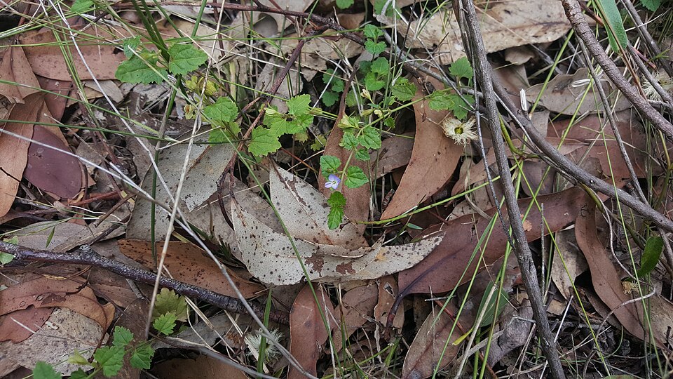 Veronica plebeia (Australian Speedwell) (alternate view 7)