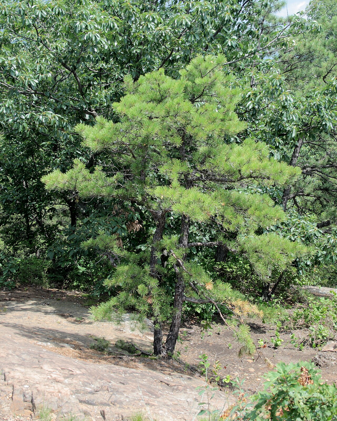 Pinus rigida (Pitch Pine)