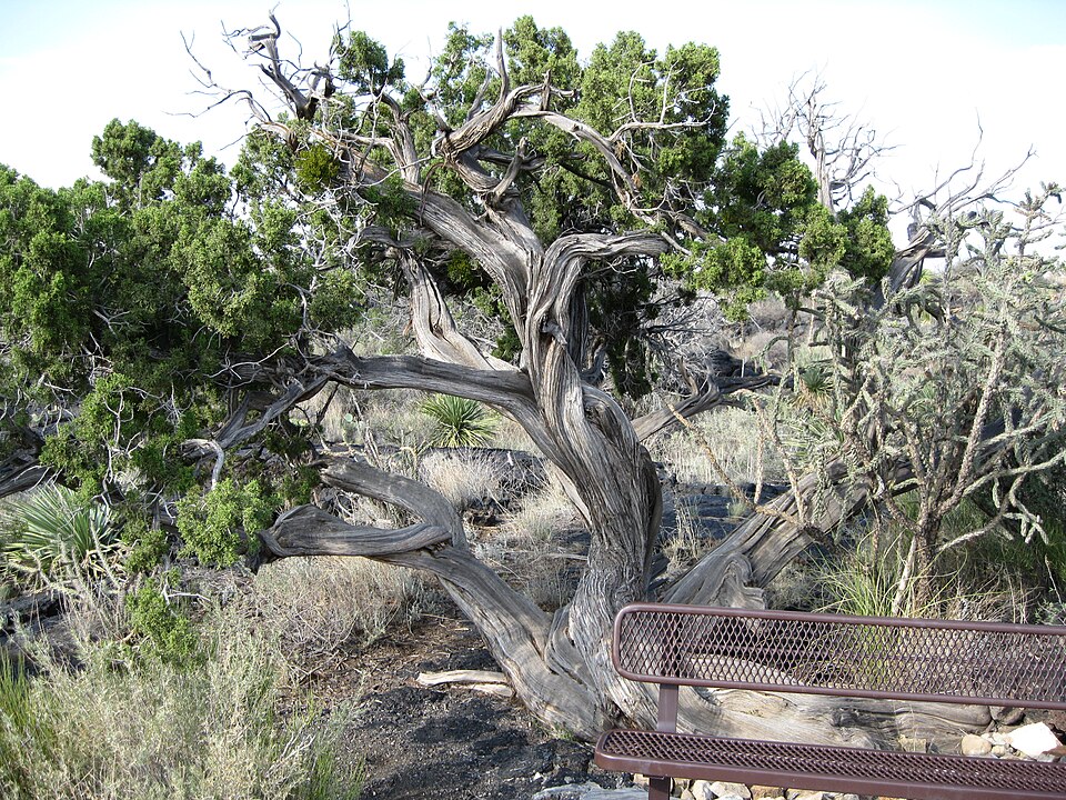 Juniperus monosperma (One-seed Juniper) (alternate view 7)