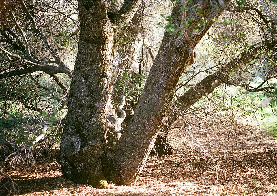 Quercus wislizeni (Interior Live Oak) (alternate view 8)