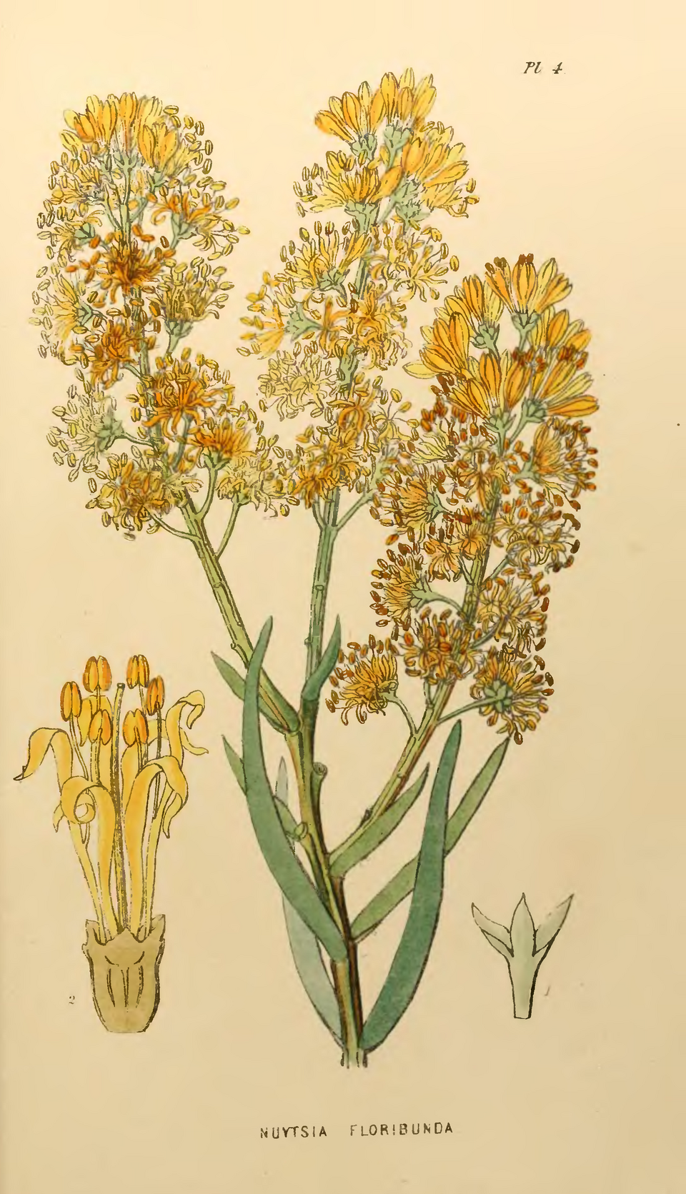 Nuytsia floribunda (Western Australian Christmas Tree) (alternate view 9)