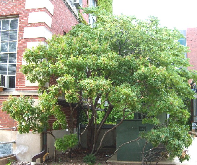 Rhus copallinum (shining sumac)