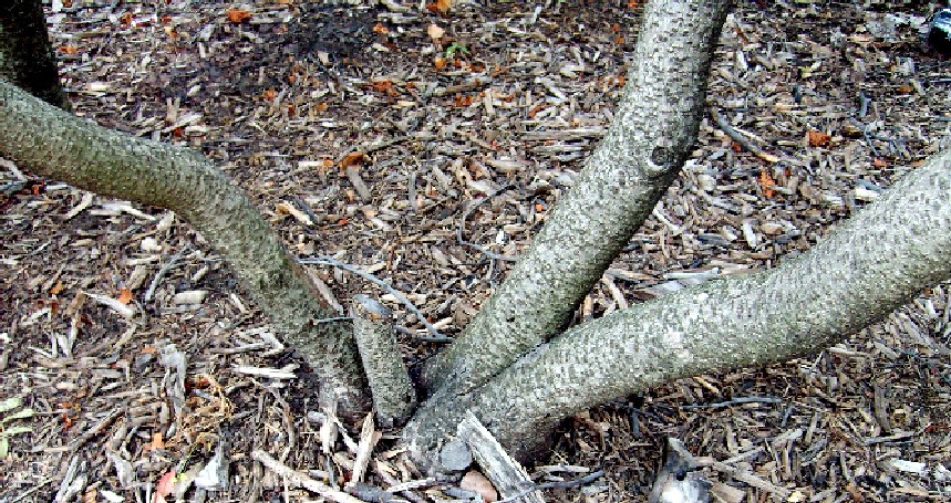 Rhus copallinum (shining sumac)
