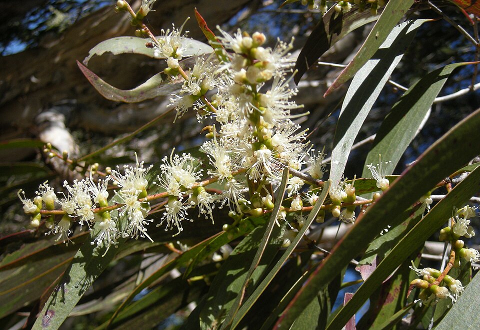 Melaleuca leucadendra (Weeping Paperbark) (alternate view 6)