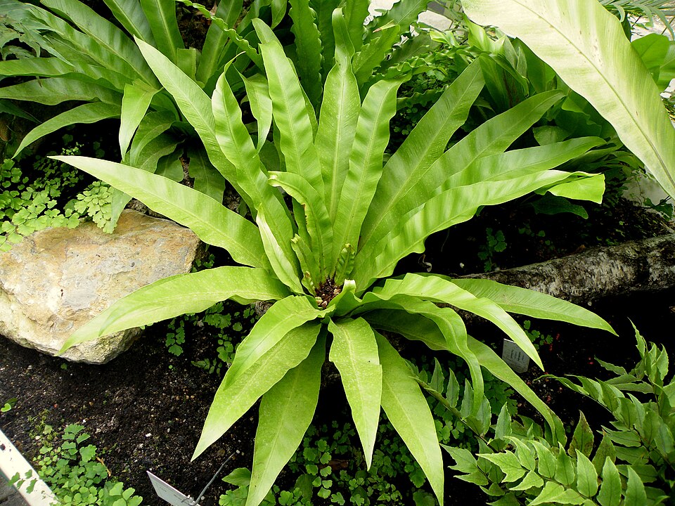 Asplenium nidus (Bird's Nest Fern) (alternate view 6)