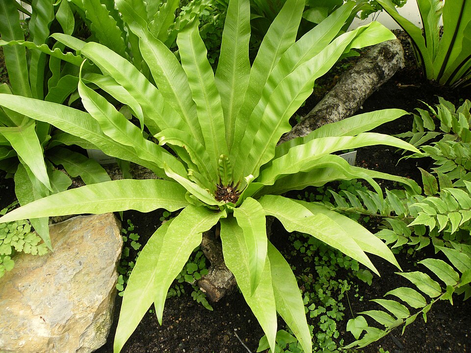 Asplenium nidus (Bird's Nest Fern) (alternate view 7)