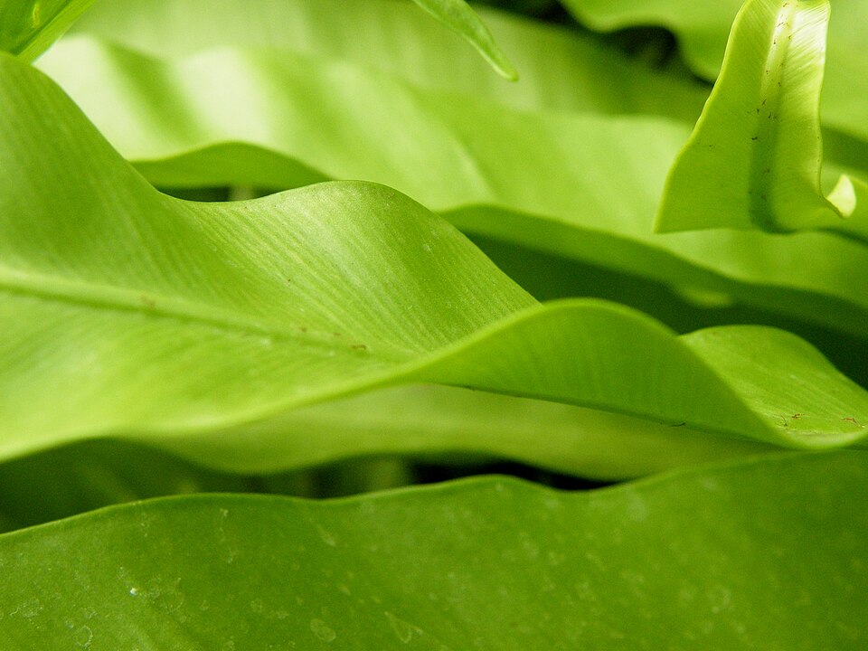 Asplenium nidus (Bird's Nest Fern) (alternate view 8)