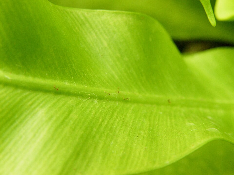 Asplenium nidus (Bird's Nest Fern) (alternate view 9)