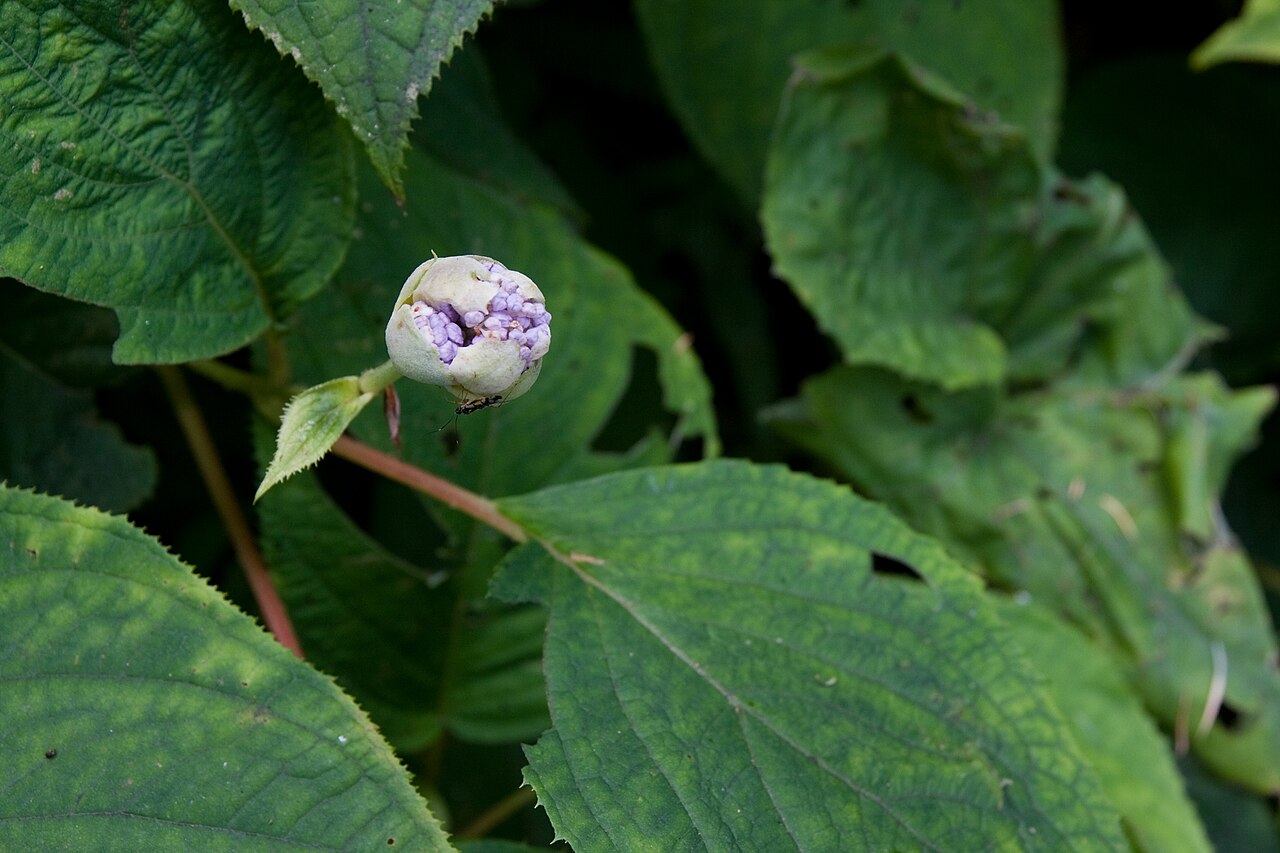 Hydrangea involucrata, Bristly hydrangea — mounding deciduous (Hydrangeaceae) (image 5 of 10)