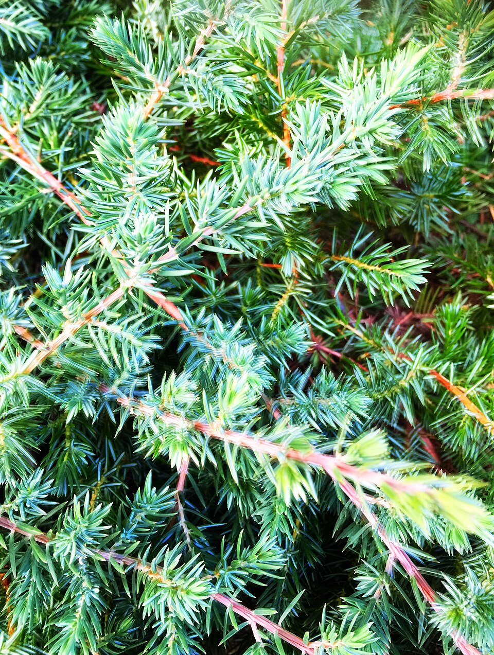 Juniperus conferta 'Blue Pacific' (Blue Pacific Shore Juniper) (alternate view 3)