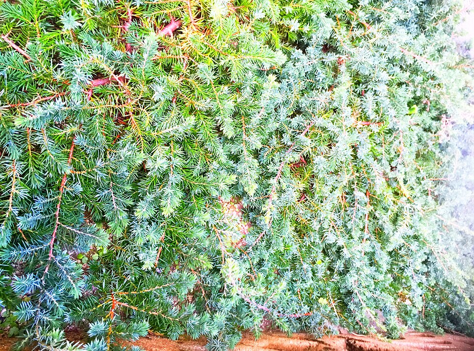 Juniperus conferta 'Blue Pacific' (Blue Pacific Shore Juniper) (alternate view 4)