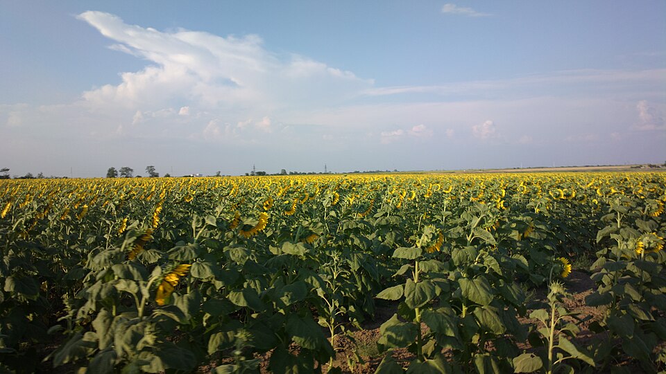 Helianthus annuus (Common Sunflower)