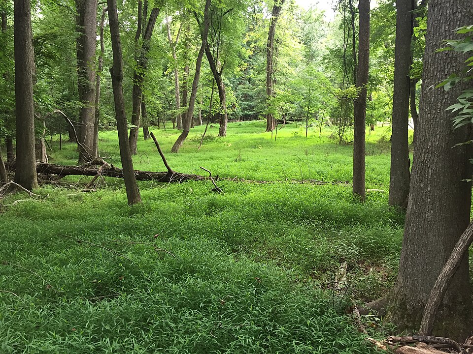 Microstegium vimineum (Japanese stiltgrass)