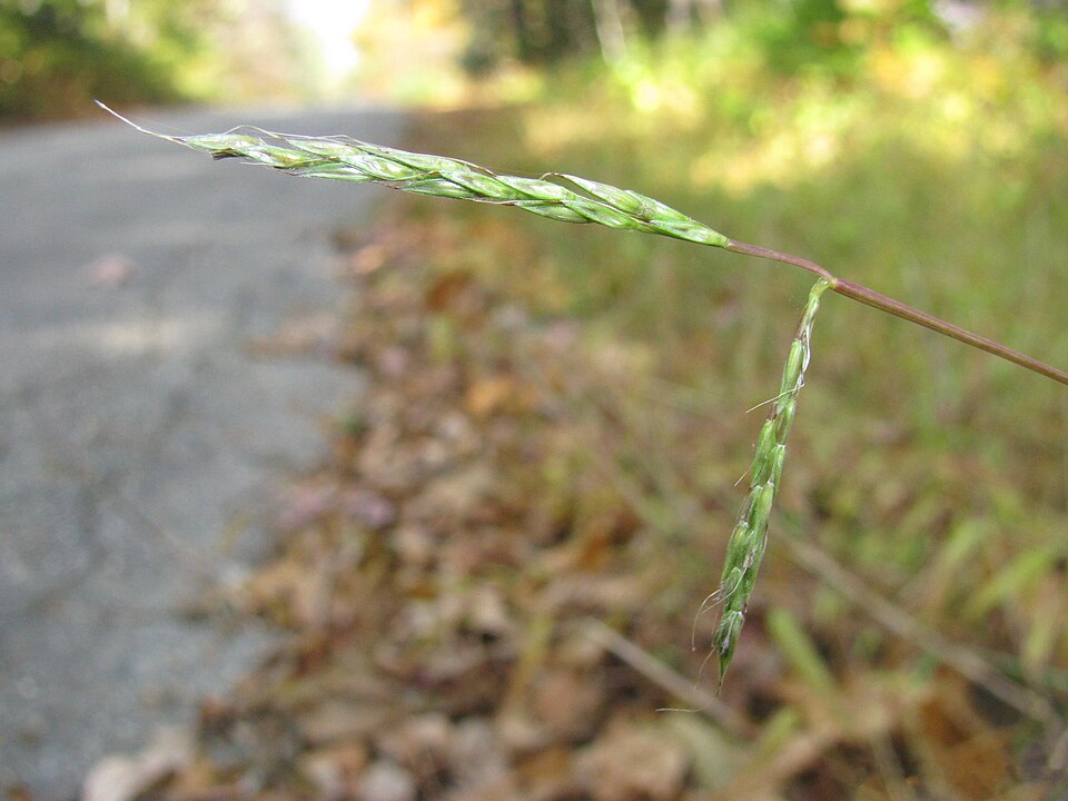 Microstegium vimineum (Japanese stiltgrass)