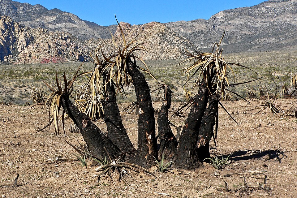 Yucca schidigera (Mojave Yucca)