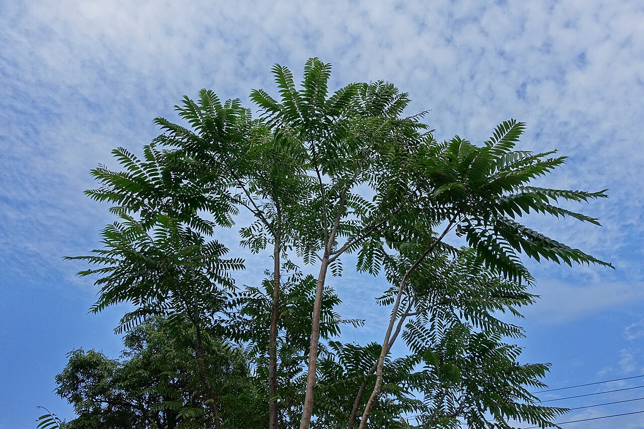 Toona sinensis, Chinese toon — upright deciduous (Meliaceae) (image 8 of 10)