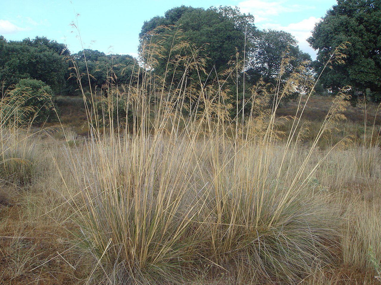 Stipa gigantea (giant feather grass)