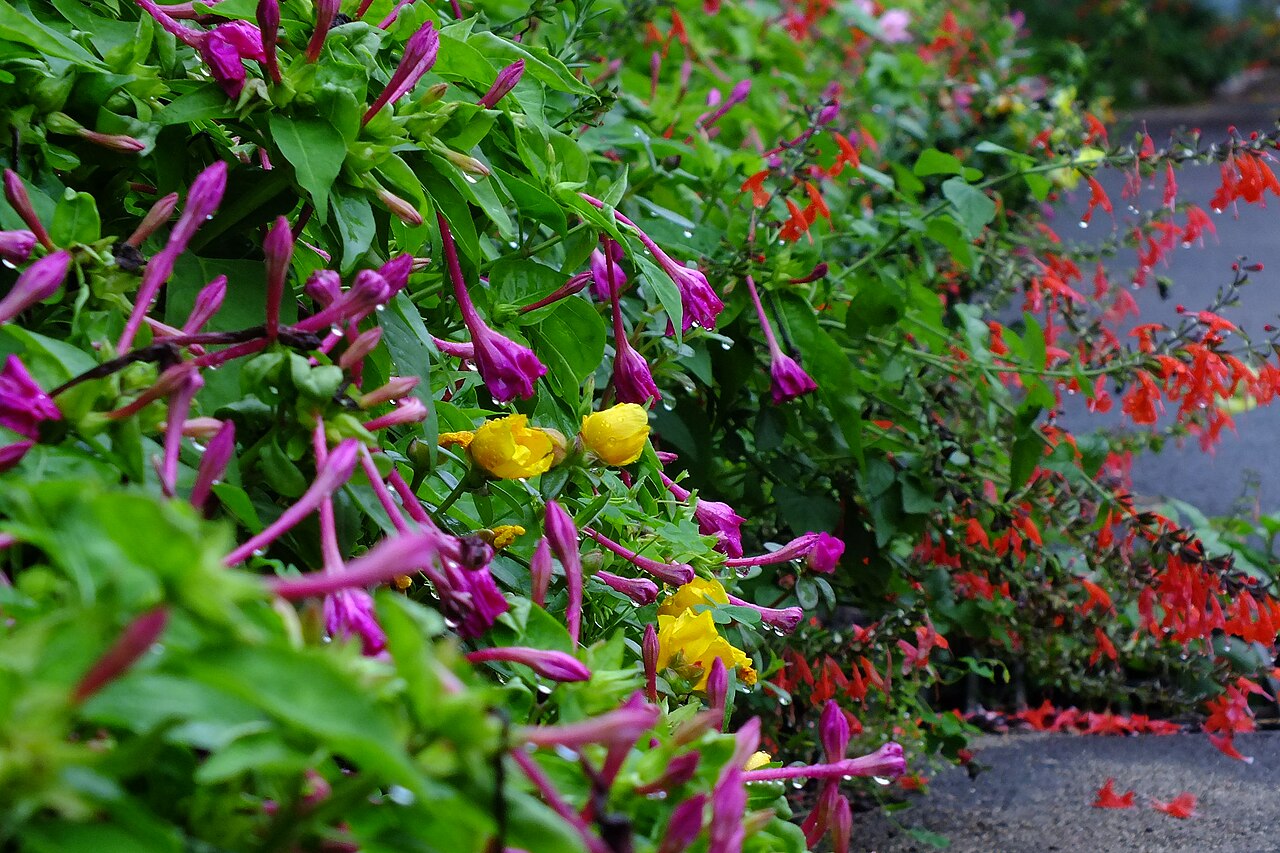 Salvia splendens, Scarlet sage — upright (Lamiaceae) (image 7 of 10)