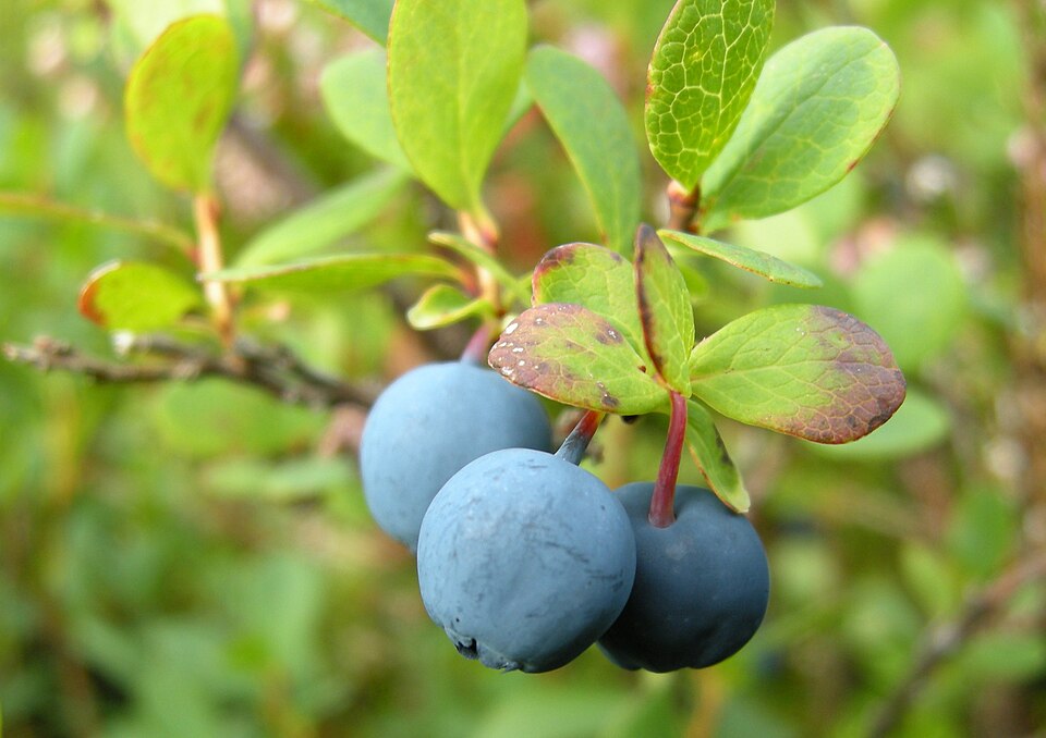 Vaccinium uliginosum (bog bilberry)
