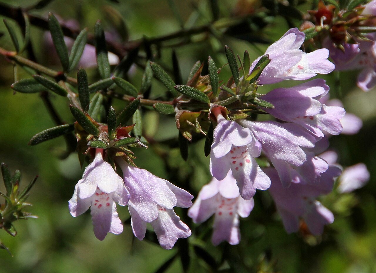 Westringia glabra, Violet westringia — upright evergreen (Lamiaceae) (image 2 of 10)