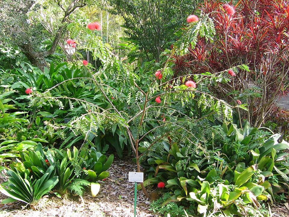 Calliandra haematocephala (Pink Powder Puff) (alternate view 5)