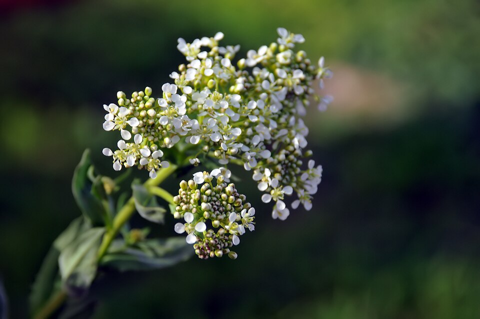Lepidium (Pepperweeds) (alternate view 3)