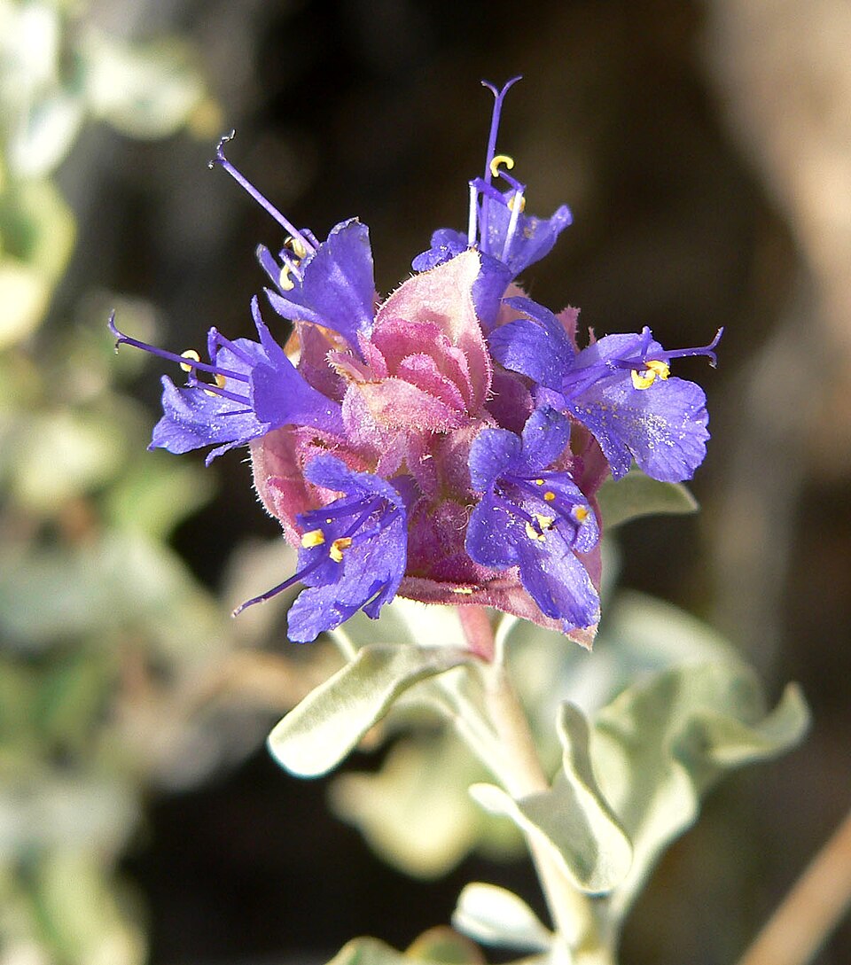 Salvia dorrii (Dorr's Sage) (alternate view 6)