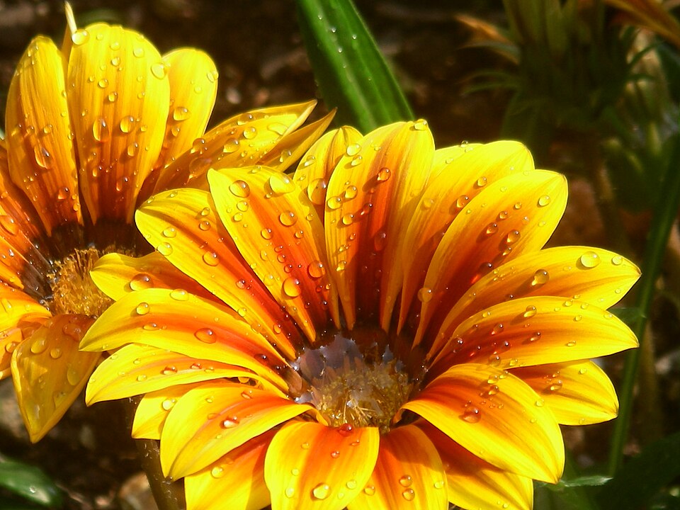 Gazania × splendens (Garden Treasure Flower)