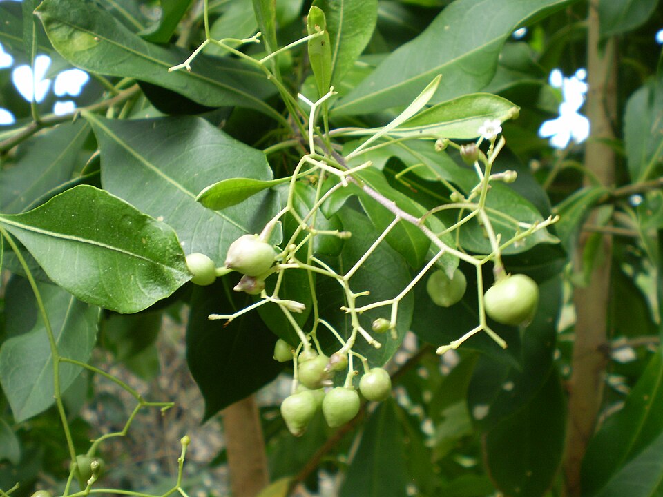 Duboisia myoporoides (corkwood) (alternate view 6)