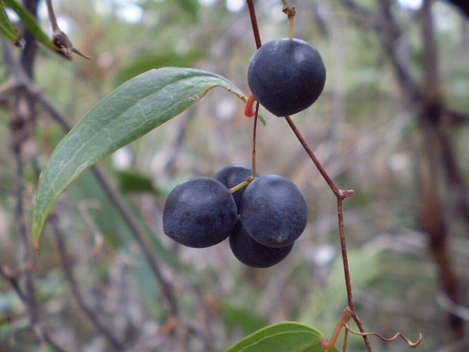 Smilax glyciphylla (Sweet Sarsaparilla) (alternate view 6)