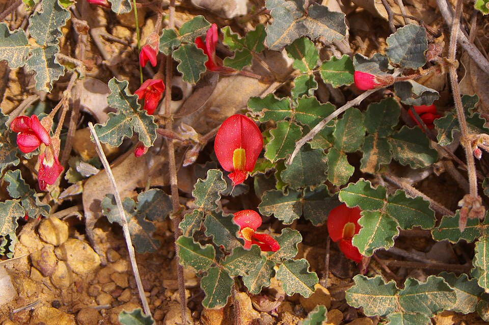 Kennedia prostrata (Running Postman) (alternate view 2)