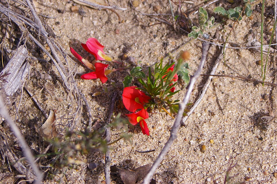 Kennedia prostrata (Running Postman) (alternate view 3)