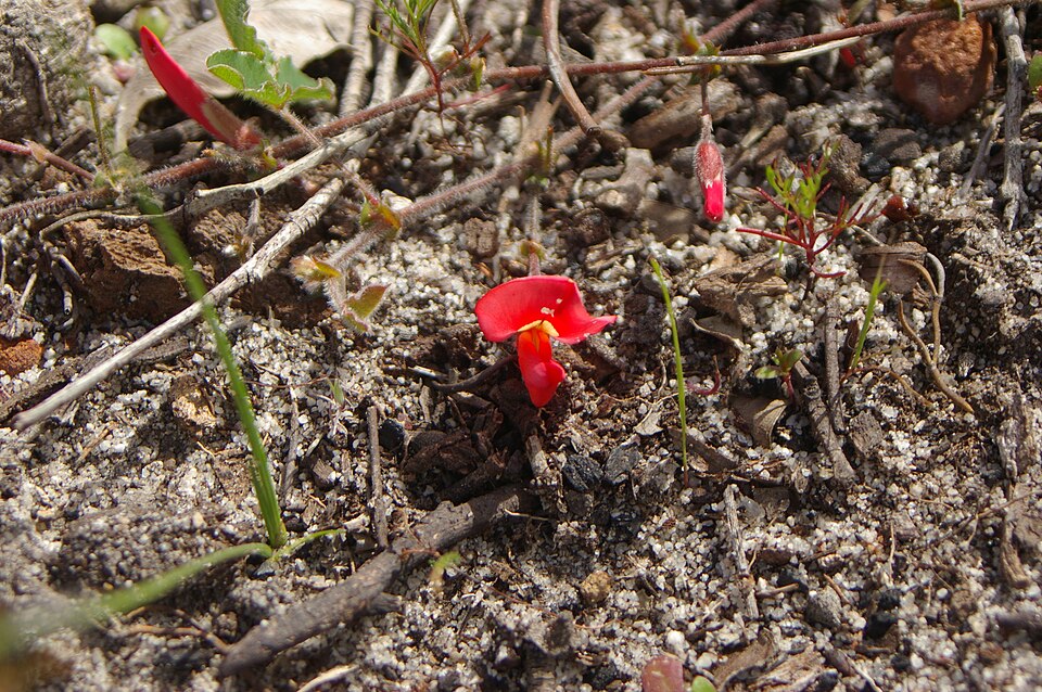 Kennedia prostrata (Running Postman) (alternate view 4)