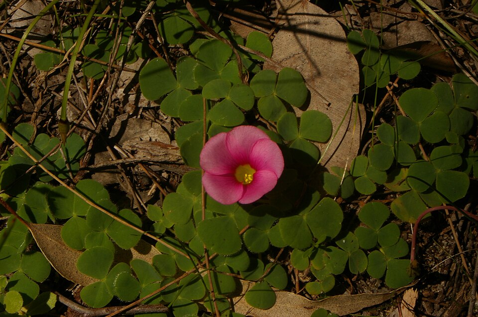 Oxalis purpurea (Purple woodsorrel) (alternate view 9)
